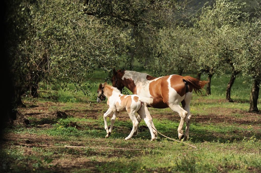 Agriturismo Frantoio Mafrica Limbadi 외부 사진