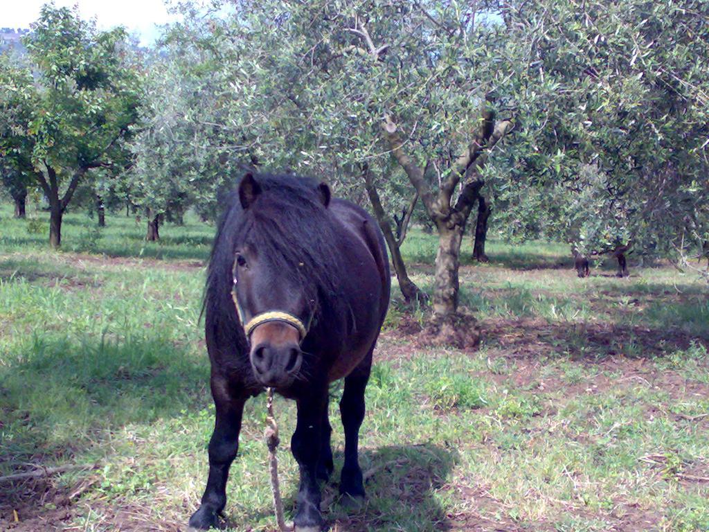 Agriturismo Frantoio Mafrica Limbadi 외부 사진