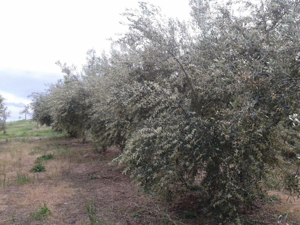 Agriturismo Frantoio Mafrica Limbadi 외부 사진